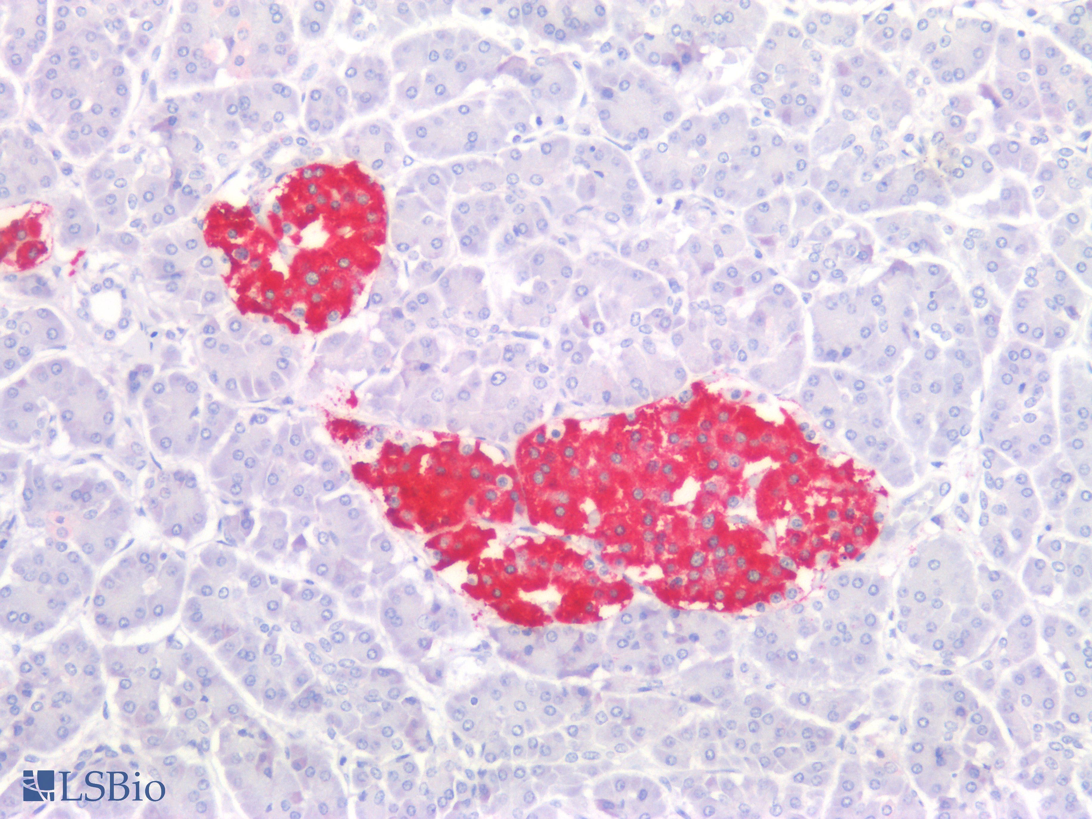 PathPlus™ Insulin Polyclonal Antibody Rabbit Anti-Human IHC | LSBio