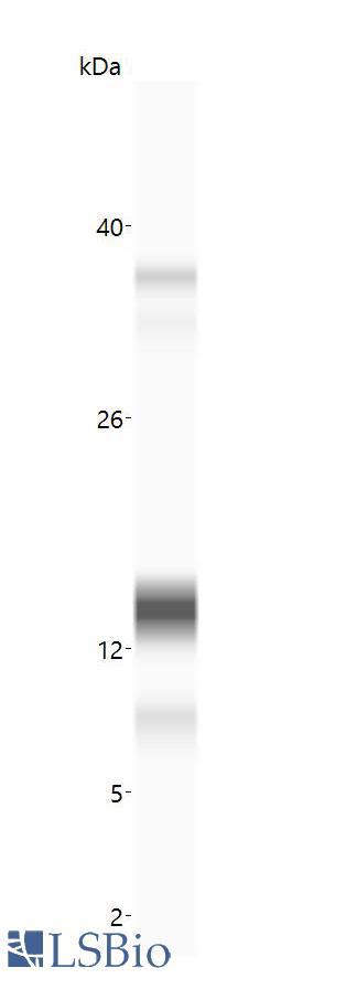 Insulin Antibody - Anti-Insulin antibody (LS-A10704, 20 µg/mL) yields a specific band on capillary Western analysis (Protein Simple, WES, 2-40 kDa separation system) in 0.25 mg/mL human insulin overexpression lysate. 