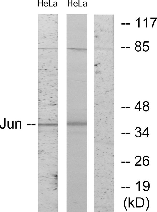 JUN / c-Jun Antibody - Western blot analysis of lysates from HeLa cells, using c-Jun Antibody. The lane on the right is blocked with the synthesized peptide.