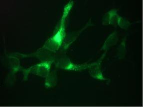 KLK3 / PSA Antibody - Immunofluorescent staining of LNCaP cells