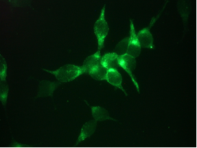 KLK3 / PSA Antibody - Immunofluorescent staining of LNCaP cells 1