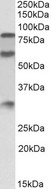 KNG1 / Kininogen / Bradykinin Antibody - KNG1 antibody (0.3 ug/ml) staining of Human Kidney lysate (35 ug protein in RIPA buffer). Primary incubation was 1 hour. Detected by chemiluminescence.