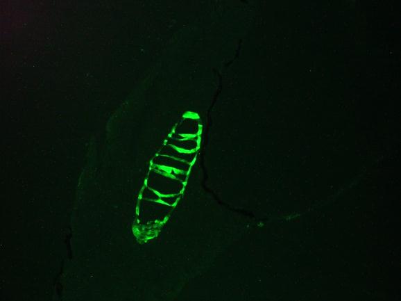 KRT13 / CK13 / Cytokeratin 13 Antibody - Immunofluorescence staining of a 7 days old zebrafish embryo