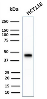 KRT18 / CK18 / Cytokeratin 18 Antibody - Western Blot Analysis of human HCT116 Cell lysate using CK18 Rabbit Recombinant Monoclonal Antibody (KRT18/2808R).