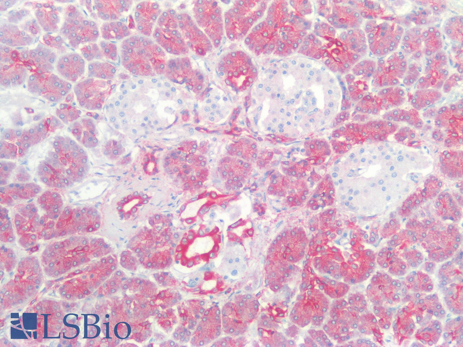KRT18 / CK18 / Cytokeratin 18 Antibody - Human Pancreas: Formalin-Fixed, Paraffin-Embedded (FFPE)
