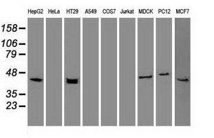 KRT19 / CK19 / Cytokeratin 19 Antibody - Western blot of extracts (35 ug) from 9 different cell lines by using anti-KRT19 monoclonal antibody.