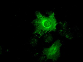 KRT19 / CK19 / Cytokeratin 19 Antibody - Anti-KRT19 mouse monoclonal antibody  immunofluorescent staining of COS7 cells transiently transfected by pCMV6-ENTRY KRT19.