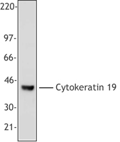 KRT19 / CK19 / Cytokeratin 19 Antibody - MCF-7 cell extract was resolved by electrophoresis, transferred to nitrocellulose and probed with monoclonal anti-cytokeratin 19 antibody (clone A53-B/A2). Proteins were visualized using a goat anti-mouse secondary conjugated to HRP and a chemiluminescence detection system.