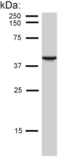 KRT19 / CK19 / Cytokeratin 19 Antibody - Detection of cytokeratin 19 in MCF-7 cell lysate by mouse monoclonal antibody BA-17.