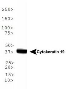 KRT19 / CK19 / Cytokeratin 19 Antibody - Western Blot: Cytokeratin 19 Antibody - Analysis of Cytokeratin 19 in MCF7 lysate.  This image was taken for the unconjugated form of this product. Other forms have not been tested.