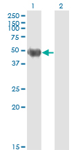 KRT20 / CK20 / Cytokeratin 20 Antibody - Western blot of KRT20 expression in transfected 293T cell line by KRT20 monoclonal antibody, clone 2G3-1C8.