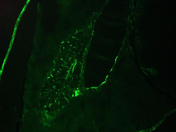 KRT8 / CK8 / Cytokeratin 8 Antibody - Immunofluorescence staining of a 7 days old zebrafish embryo
