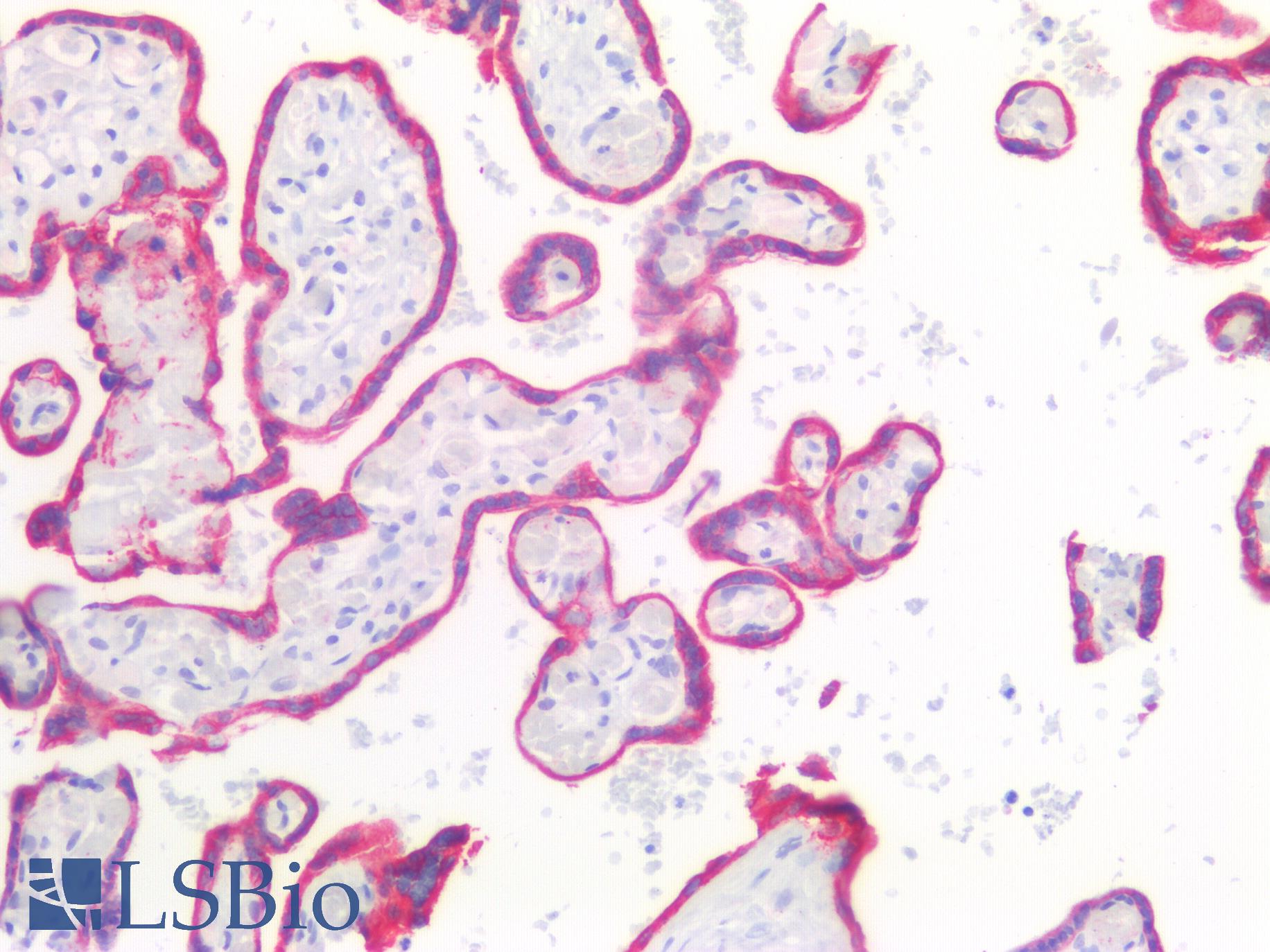KRT8 / CK8 / Cytokeratin 8 Antibody - Human Placenta: Formalin-Fixed, Paraffin-Embedded (FFPE)