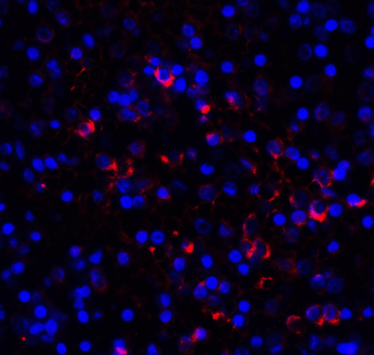 LAG3 Antibody - Immunofluorescence of LAG-3 in over human spleen tissue using LAG-3 Antibody at 10 ug/ml. Red: LAG3 Antibody [9F9] Blue: DAPI staining