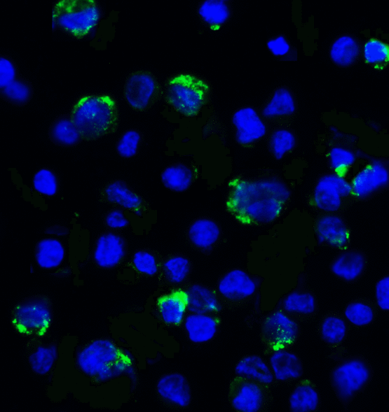 LAG3 Antibody - Immunofluorescence of LAG-3 in over expressing HEK293 cells using LAG-3 Antibody at 2 ug/ml. Green: LAG3 Antibody [9F9] Blue: DAPI staining