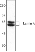 LMNA / Lamin A+C Antibody - Hela cell nuclear extracts were resolved by electrophoresis, transferred to nitrocellulose and probed with rabbit polyclonal anti-lamin A. Proteins were visualized using a donkey anti-rabbit secondary antibody conjugated to HRP and a chemiluminescence system.