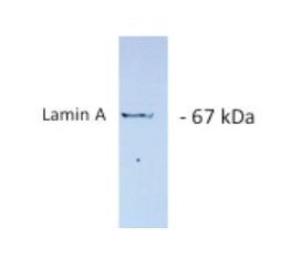 LMNA / Lamin A+C Antibody - Western blot of Lamin A antibody on mouse 3T3 fibroblast cells. 