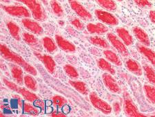 LRP2 / Megalin Antibody - Human Kidney: Formalin-Fixed, Paraffin-Embedded (FFPE)