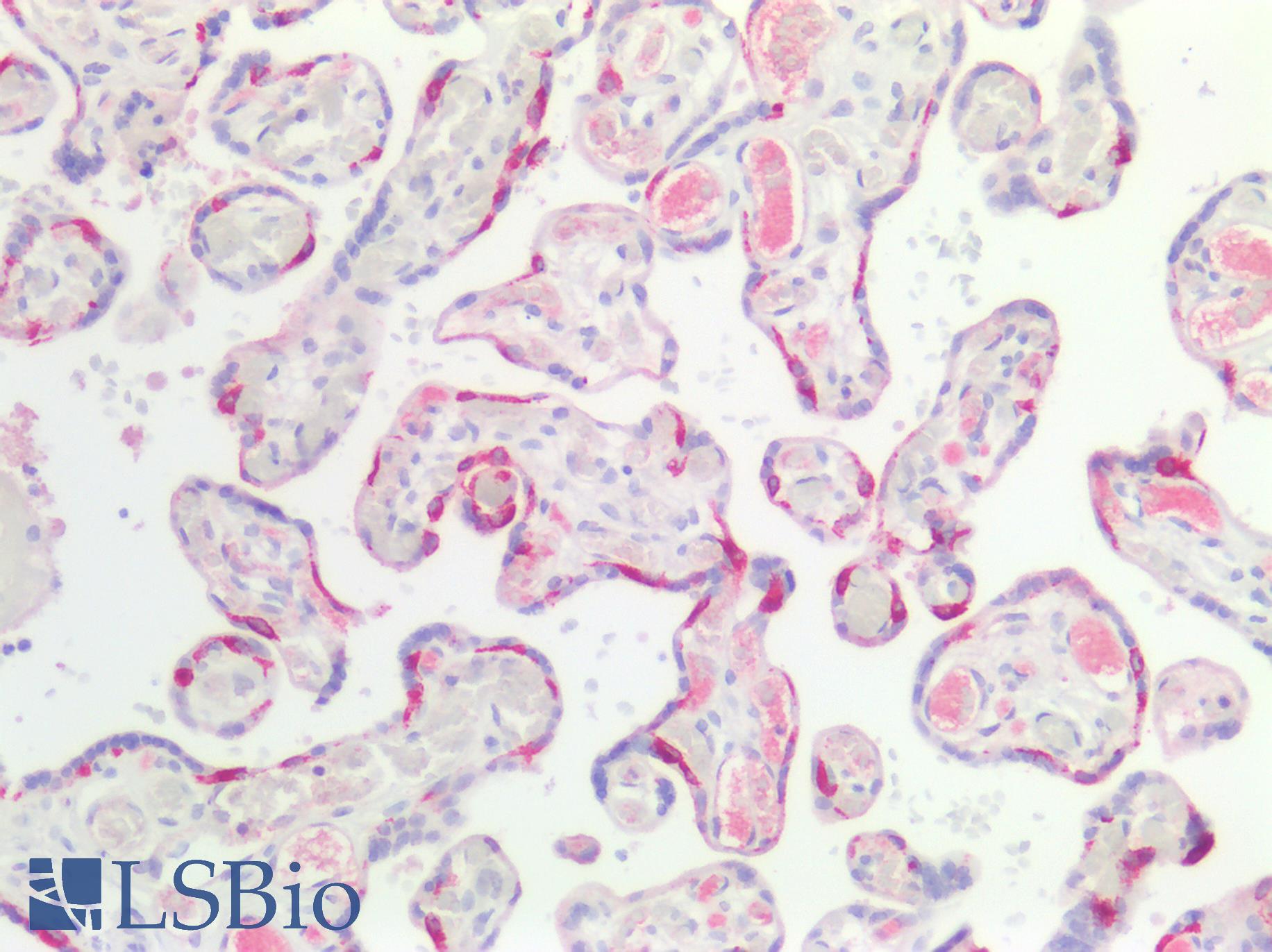 LRP2 / Megalin Antibody - Human Placenta: Formalin-Fixed, Paraffin-Embedded (FFPE)