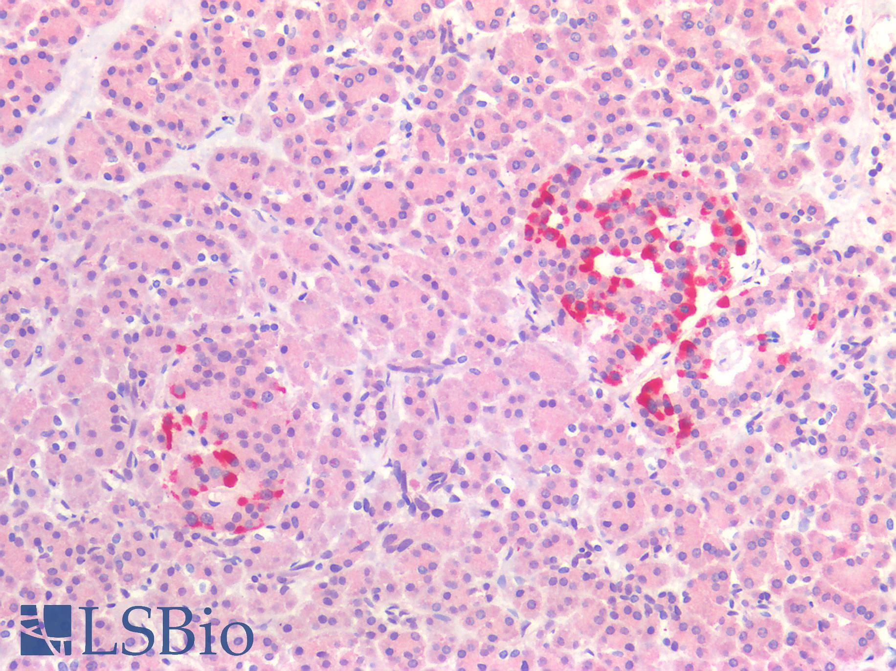 MAPT / Tau Antibody - Human Pancreas: Formalin-Fixed, Paraffin-Embedded (FFPE)