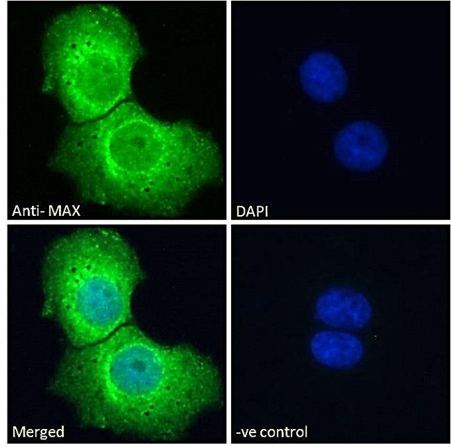 MAX Antibody - Goat Anti-MAX Antibody Immunofluorescence analysis of paraformaldehyde fixed A431 cells, permeabilized with 0.15% Triton. Primary incubation 1hr (10ug/ml) followed by Alexa Fluor 488 secondary antibody (2ug/ml), showing cytoplasmic and nuclear staining. The nuclear stain is DAPI (blue). Negative control: Unimmunized goat IgG (10ug/ml) followed by Alexa Fluor 488 secondary antibody (2ug/ml).