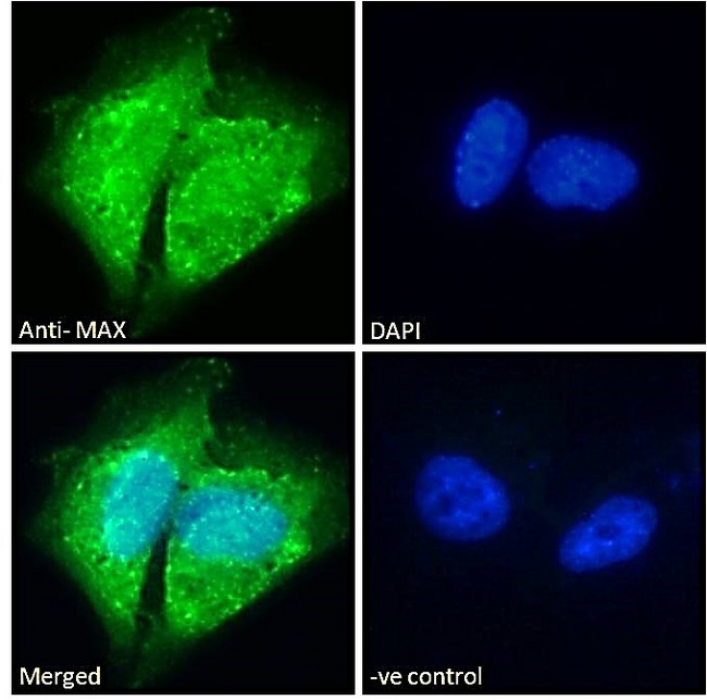 MAX Antibody - Goat Anti-MAX Antibody Immunofluorescence analysis of paraformaldehyde fixed U251 cells, permeabilized with 0.15% Triton. Primary incubation 1hr (10ug/ml) followed by Alexa Fluor 488 secondary antibody (2ug/ml), showing cytoplasmic and nuclear staining. The nuclear stain is DAPI (blue). Negative control: Unimmunized goat IgG (10ug/ml) followed by Alexa Fluor 488 secondary antibody (2ug/ml).
