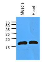 MB / Myoglobin Antibody - Western Blot: The extracts of mouse muscle and heart (40 ug) were resolved by SDS-PAGE, transferred to PVDF membrane and probed with anti-human MB antibody (1:1000). Proteins were visualized using a goat anti-mouse secondary antibody conjugated to HRP and an ECL detection system.