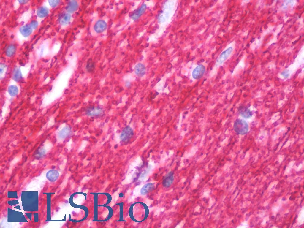 MBP / Myelin Basic Protein Antibody - Anti-Myelin Basic Protein / MBP antibody IHC staining of human brain, cerebellum. Immunohistochemistry of formalin-fixed, paraffin-embedded tissue after heat-induced antigen retrieval. Antibody dilution 1:500.