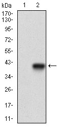 MCAM / CD146 Antibody - Western blot using MCAM monoclonal antibody against HEK293 (1) and MCAM (AA: 84-189)-hIgGFc transfected HEK293 (2) cell lysate.