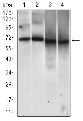 MCAM / CD146 Antibody - Western blot using MCAM mouse monoclonal antibody against HUVE-12 (1), EVC-304 (2), HELA (3) and MCF-7 (4) cell lysate.