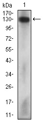MCAM / CD146 Antibody - Western blot using MCAM mouse monoclonal antibody against HeLa cell lysate.