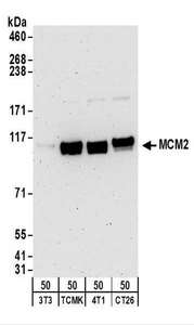 MCM2 Antibody - Detection of Mouse MCM2 by Western Blot. Samples: Whole cell lysate (50 ug) from NIH3T3, TCMK-1, 4T1, and CT26.WT cells. Antibodies: Affinity purified rabbit anti-MCM2 antibody used for WB at 1 ug/ml. Detection: Chemiluminescence with an exposure time of 3 minutes.
