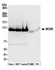 MCM2 Antibody - Detection of human and mouse MCM2 by western blot. Samples: Whole cell lysate (50 µg) from HeLa, HEK293T, Jurkat, mouse TCMK-1, and mouse NIH 3T3 cells prepared using NETN lysis buffer. Antibody: Affinity purified rabbit anti-MCM2 antibody used for WB at 0.1 µg/ml. Detection: Chemiluminescence with an exposure time of 10 seconds.
