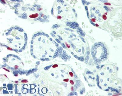 MCM2 Antibody - Human Placenta: Formalin-Fixed, Paraffin-Embedded (FFPE), at a dilution of 1:100.