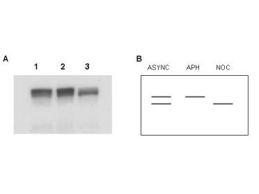 MCM2 Antibody - Anti-MCM2 Antibody - Western Blot. Western blot of Affinity Purified anti-MCM2 antibody shows detection of both phosphorylated and unphosphorylated MCM2 present in nuclear extracts from elutriated human cells (MO59K/K562). The MCM2 protein is phosphorylated after initiation of DNA replication, therefore, the protein is unphosphorylated in early S phase, and gradually becomes phosphorylated throughout S phase. In G2/M, all MCM2 is phosphorylated. Panel A shows western blot results for lysates were prepared from asynchronous cells (lane 1), cells arrested in early S with aphidicolin (lane2), and cells arrested in mitosis with nocodazole (lane 3). Panel B shows a schematic diagram of bands representing phosphorylated and unphosphorylated MCM2 present in these preparations. Asynchronous cells contain a doublet of both forms. Aphidicolin treated cells contain only unphosphorylated MCM2 and nocodozole treatment results in only phosphorylated MCM2 detected in the lysate. The phosphorylated band migrates faster than the unphosphorylated form and is seen as the lower band. There is a clear switch from the unphosphorylated form in the center lane, to the phosphorylated form in the third lane, confirming recognition of both forms of MCM2 by this antibody. The primary antibody was diluted 1:400 for this experiment. Personal Communication, Jennifer Seiler, NIH, CCR, Bethesda, MD.