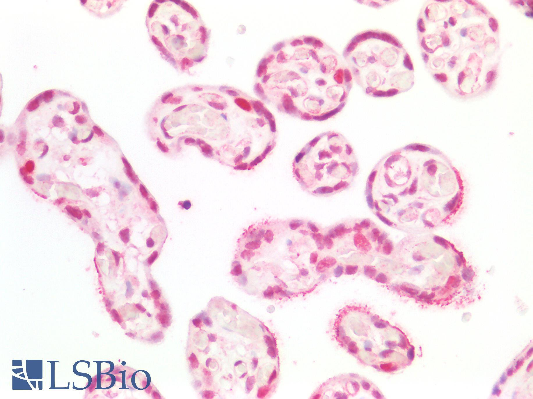 MCM5 Antibody - Human Placenta: Formalin-Fixed, Paraffin-Embedded (FFPE)