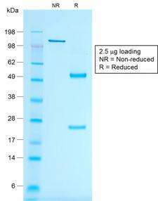 MLANA / Melan-A Antibody - SDS-PAGE Analysis of Purified MART-1 Mouse Recombinant Monoclonal Antibody (rMLANA/788). Confirmation of Purity and Integrity of Antibody.