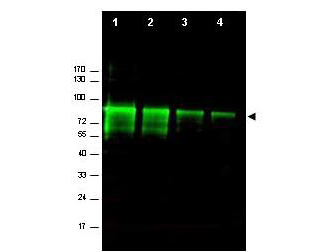 MRE11A / MRE11 Antibody - Anti-Mre11 Antibody - Western Blot. Western blot of Affinity Purified anti-Mre11 antibody shows detection of a band ~80 kD corresponding to mouse Mre11 (arrowhead). Lanes 1-4 contain 0.5 ug, 0.3 ug, 0.1 ug and 0.05 ug of purified mouse Mre11 protein, respectively. After 4-20% SDS-PAGE and transfer onto nitrocellulose, the membrane was blocked and then probed with the primary antibody diluted to 1:1000 overnight at 4C. The membrane was then washed and reacted with a 1:10000 dilution of IRDye800 conjugated Gt-a-Rabbit IgG [H&L] MX ( for 45 min at room temperature. IRDye800 fluorescence image was captured using the Odyssey Infrared Imaging System developed by LI-COR. IRDye is a trademark of LI-COR, Inc. Other detection systems will yield similar results.