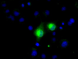 MSMB / MSP Antibody - Anti-MSMB mouse monoclonal antibody  immunofluorescent staining of COS7 cells transiently transfected by pCMV6-ENTRY MSMB.