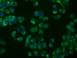 MSMB / MSP Antibody - Immunofluorescent staining of HeLa cells using anti- mouse monoclonal antibody ().