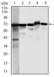 MSN / Moesin Antibody - Western blot using MSN mouse monoclonal antibody against HeLa (1), A431 (2),Jurkat(3), HEK293(4), and COS7 (5) cell lysate.