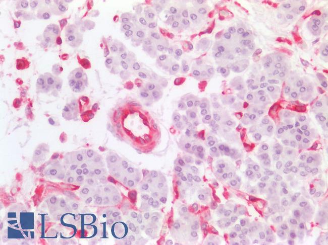 MSN / Moesin Antibody - Human Pancreas: Formalin-Fixed, Paraffin-Embedded (FFPE)