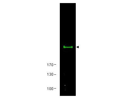MTOR Antibody - Anti-mTOR Antibody - Western Blot. Western blot of Affinity Purified anti-mTOR antibody shows detection of a band ~245 kD corresponding to human mTor (arrowhead). Approximately 30 ug of HEK293 cell lysate was separated by 4-8% SDS-PAGE and transferred onto nitrocellulose. After blocking, the membrane was probed with the primary antibody diluted to 1:650 for 2h at RT. The membrane was washed and reacted with a 1:10000 dilution of IRDye800 conjugated Gt-a-Rabbit IgG [H&L] MX ( for 45 min at room temperature. IRDye800 fluorescence image was captured using the Odyssey Infrared Imaging System developed by LI-COR. IRDye is a trademark of LI-COR, Inc. Other detection systems will yield similar results.