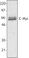 MYC / c-Myc Antibody - Jurkat extract probed with anti-c-myc monoclonal antibody. Proteins were visualized using a goat anti-mouse secondary conjugated to HRP and chemiluminescence. Intact (non-degraded) c-myc with a molecular weight of approximately 62 kD was detected.
