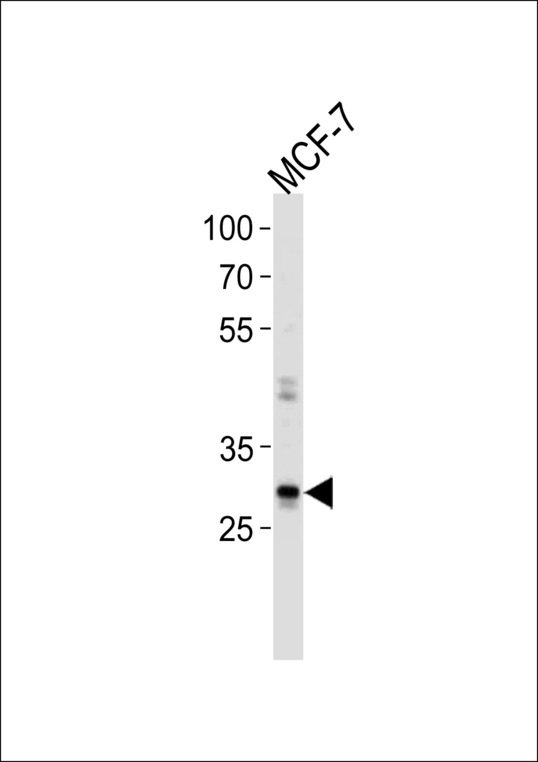 NANOG Antibody - NANOG Antibody western blot of MCF-7 cell line lysates (35 ug/lane). The NANOG antibody detected the NANOG protein (arrow).