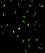 NANOG Antibody - Immunofluorescence of NANOG Antibody with HeLa cells. 0.025 mg/ml primary antibody was followed by FITC-conjugated goat anti-rabbit lgG (whole molecule). FITC emits green fluorescence.