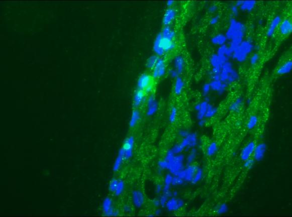 NCAM / CD56 Antibody - Immunofluorescence staining of a 9 days old zebrafish embryo