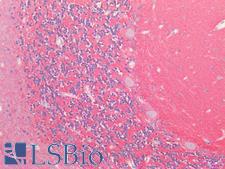 NCAM / CD56 Antibody - Human Brain, Cerebellum: Formalin-Fixed, Paraffin-Embedded (FFPE)