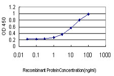 NDRG1 Antibody - Detection limit for recombinant GST tagged NDRG1 is approximately 1 ng/ml as a capture antibody.