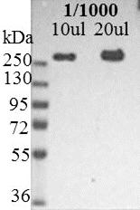 NES / Nestin Antibody - Immunoblotting of U251-cell lysate showing reactivity with nestin